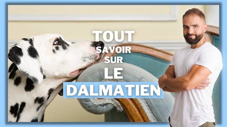 Vidéo Dalmatien
