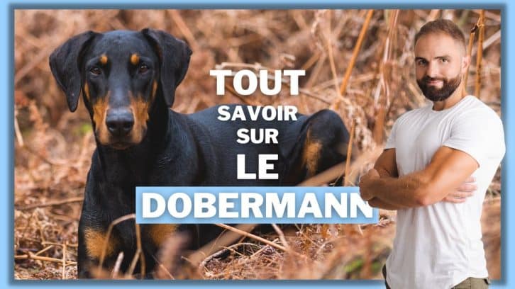 Vidéo dobermann