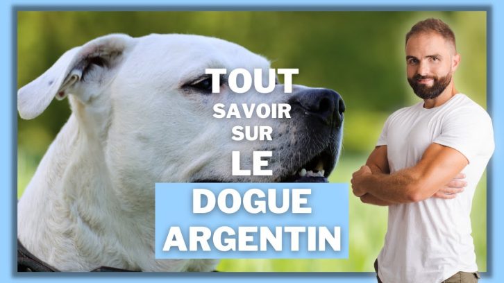 Vidéo Dogue Argentin