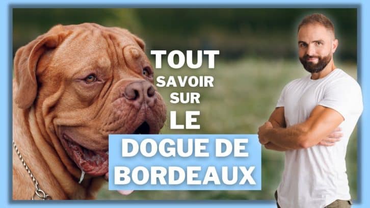 Vidéo Dogue de Bordeaux