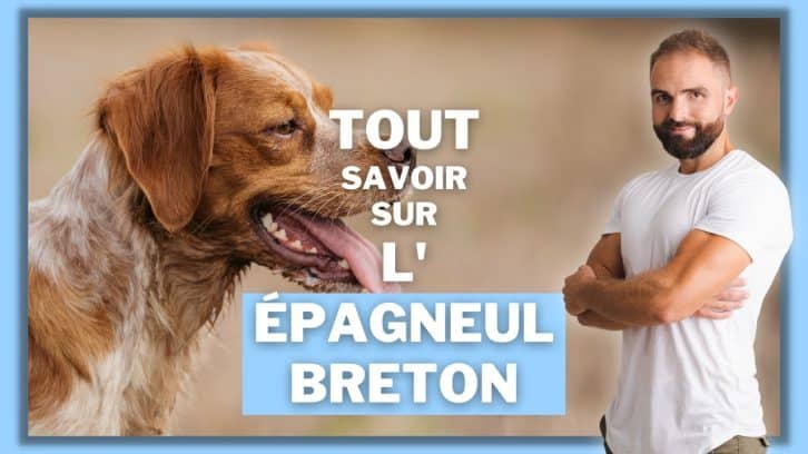 Vidéo Épagneul breton
