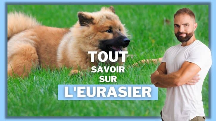 vidéo Eurasier