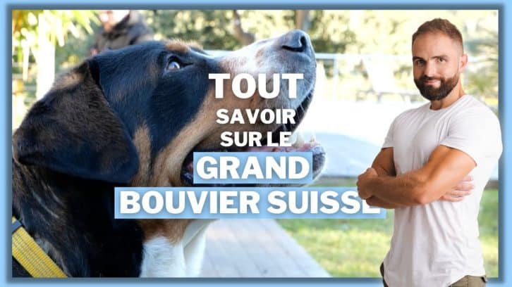 Vidéo Grand Bouvier Suisse