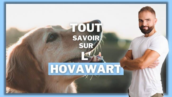 Vidéo Hovawart