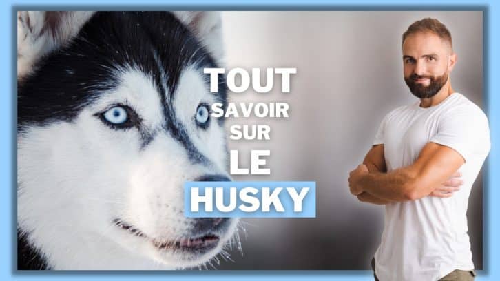 Vidéo Husky