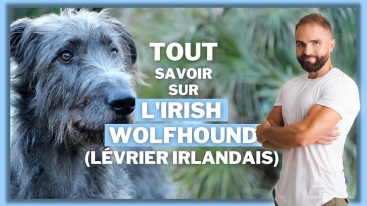 Vidéo Irish Wolfhound