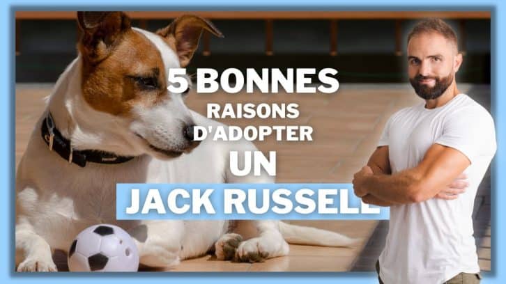 Vidéo Jack Russell