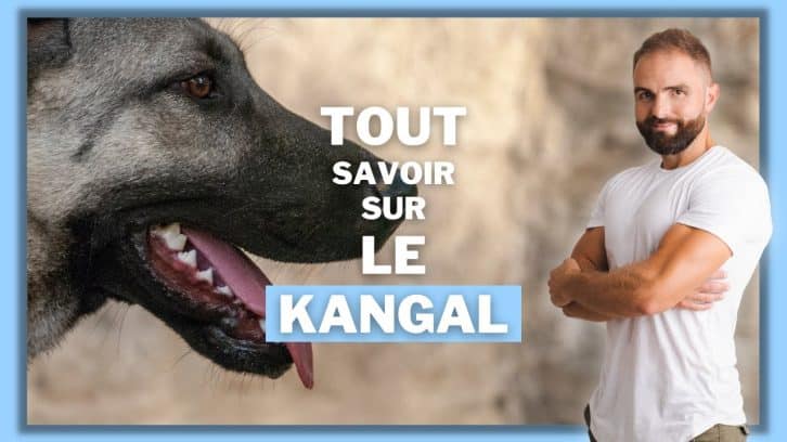 Vidéo Kangal