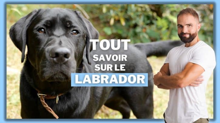 Vidéo Labrador Retriever