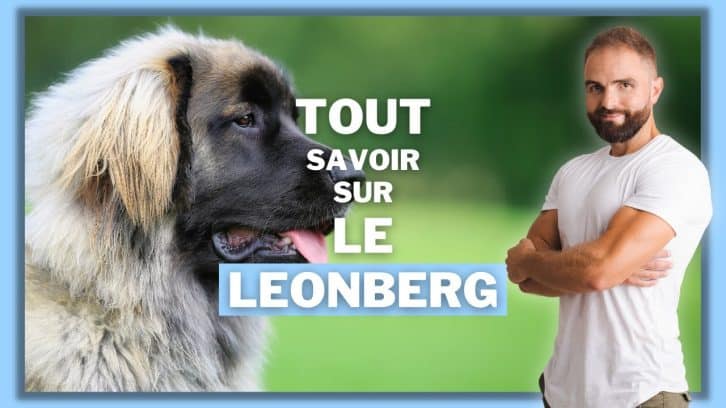 Vidéo Leonberg