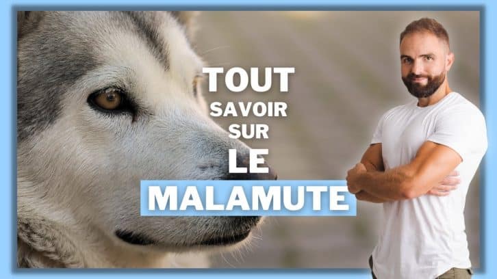Vidéo Malamute d’Alaska