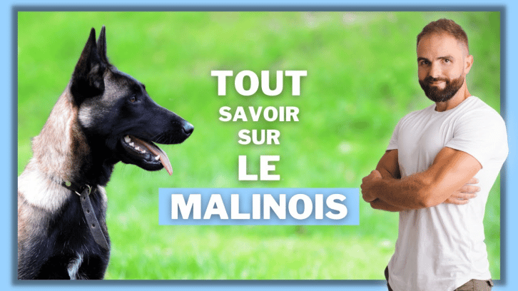 Berger belge Malinois : information sur la race