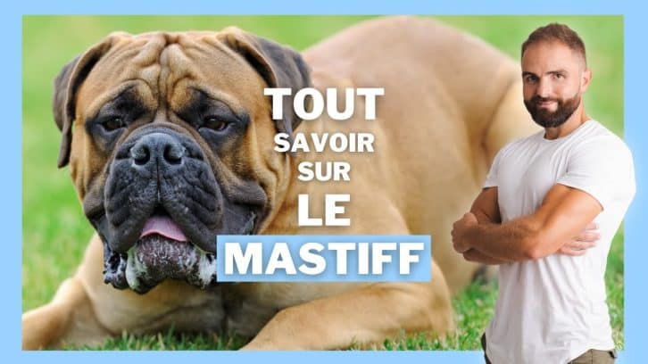 Vidéo Mastiff