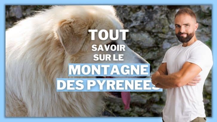 Vidéo Montagne des Pyrénées