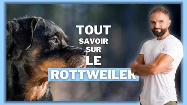 Vidéo Rottweiler