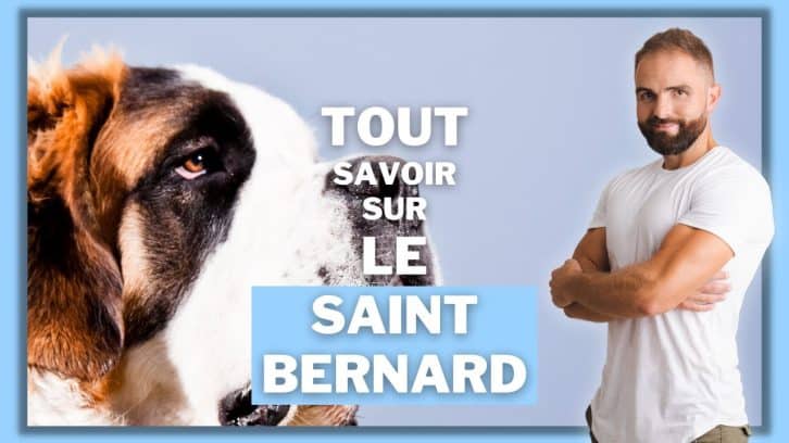 Vidéo Saint Bernard