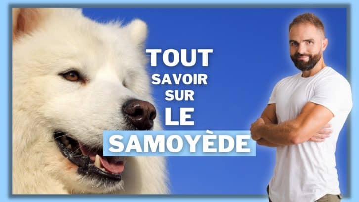Vidéo Samoyède