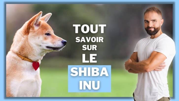 Vidéo Shiba Inu