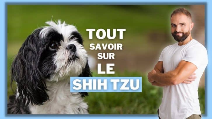 Vidéo Shih Tzu