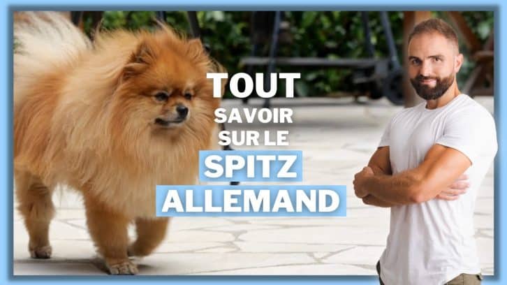 Vidéo Spitz allemand nain