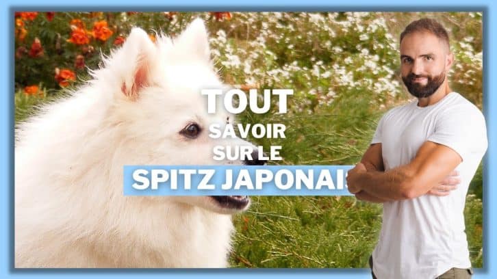 Vidéo Spitz japonais