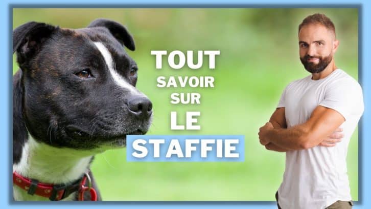 Vidéo Staffie