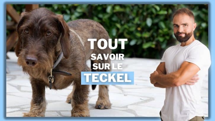 Vidéo Teckel