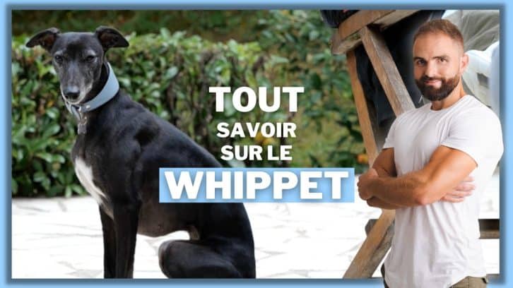Vidéo Whippet