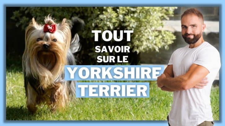 Vidéo Yorkshire terrier