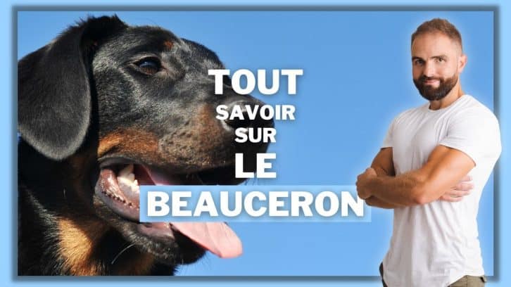 Vidéo Beauceron