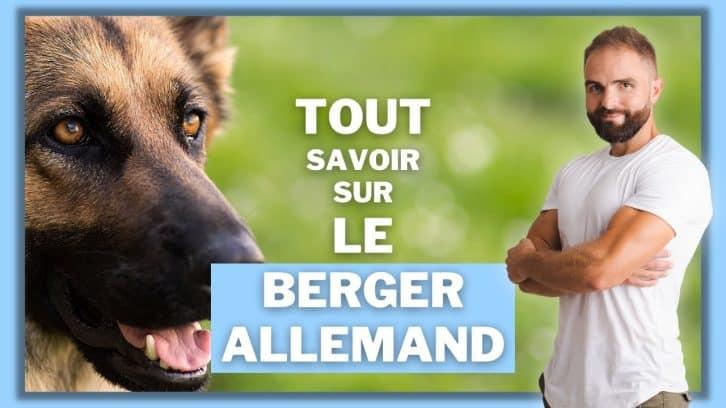 vidéo berger allemand