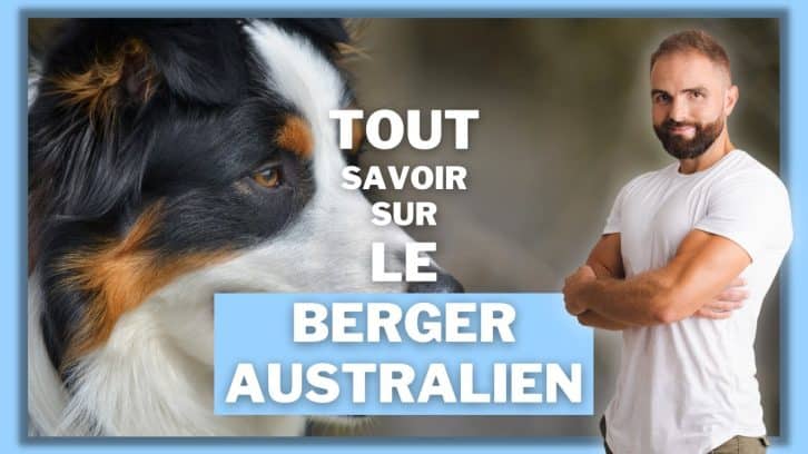 vidéo berger australien