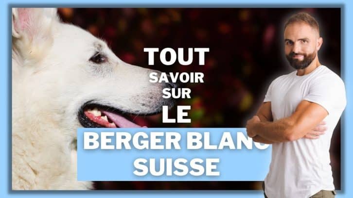 Vidéo Berger Blanc Suisse