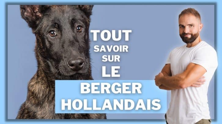 Vidéo Berger Australien