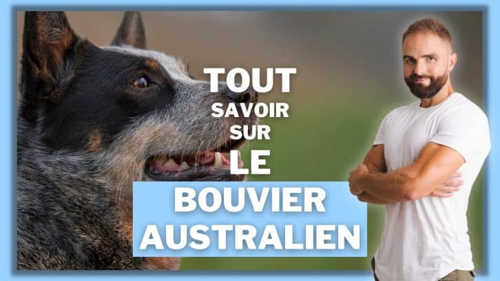 Vidéo Bouvier Australien