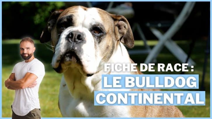 Vidéo Bulldog continental