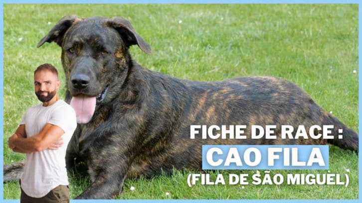 Vidéo Cão Fila