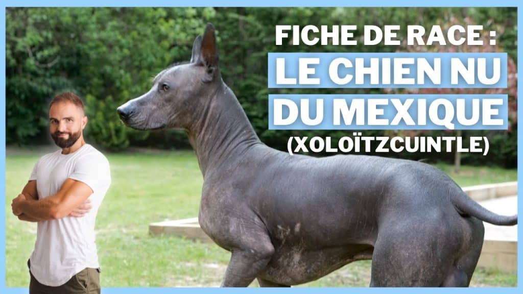 Le Chien nu du Mexique, tout savoir sur le Xoloitzcuintle - Esprit Dog