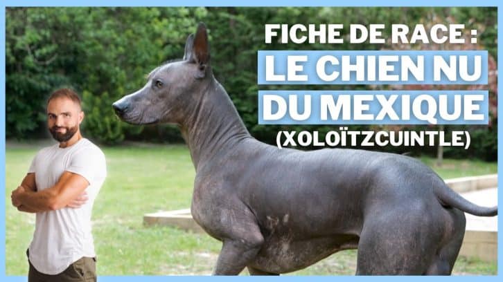 Vidéo Chien nu du Mexique (Xoloitzcuintle)