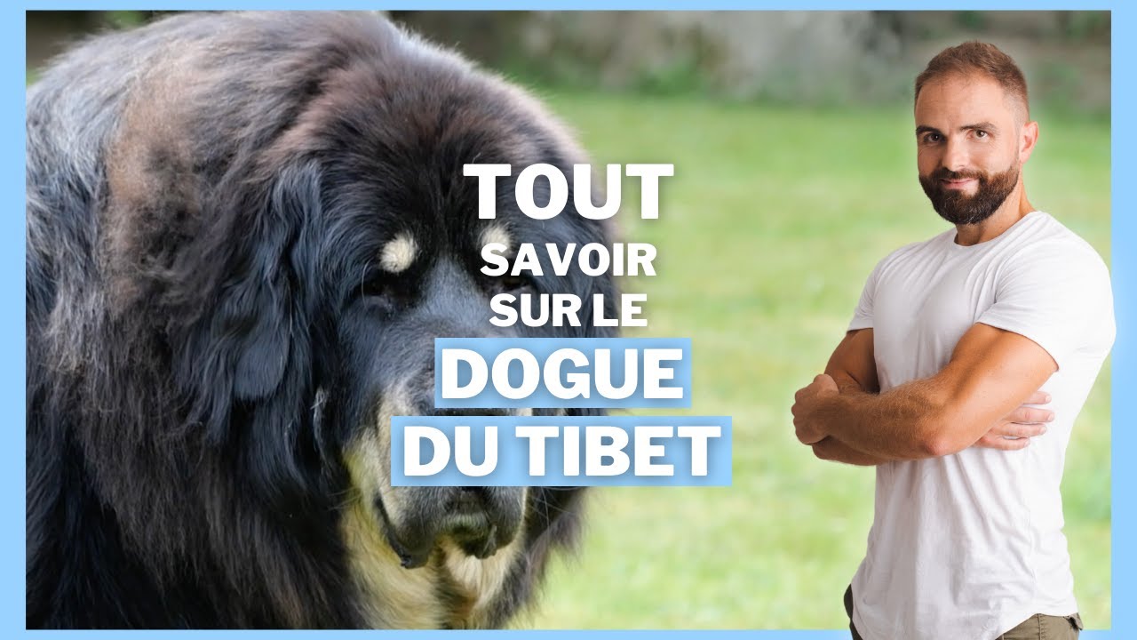 Le Dogue du Tibet, tout savoir sur le Mastiff tibétain Esprit Dog — free download