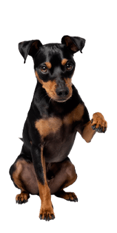 le pinscher nain
