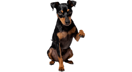 pinscher nain