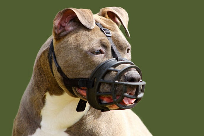 american staffordshire terrier muselé
