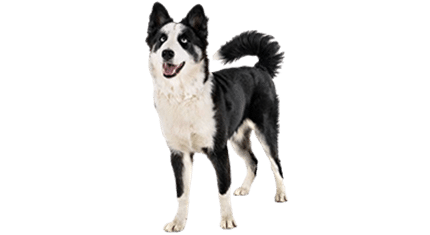 Laika lakoutie