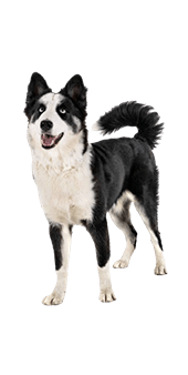 le laika de iakoutie
