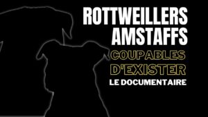 Rott’, Staffs : coupables d’exister - Le docu choc sur une loi raciste