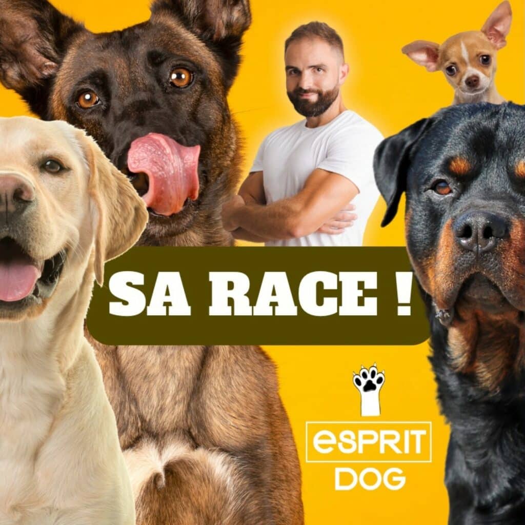 LE STAFFIE