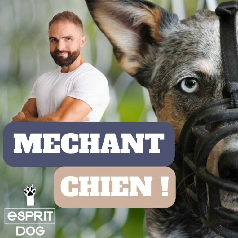 Ce Malinois cache un lourd secret de famille...