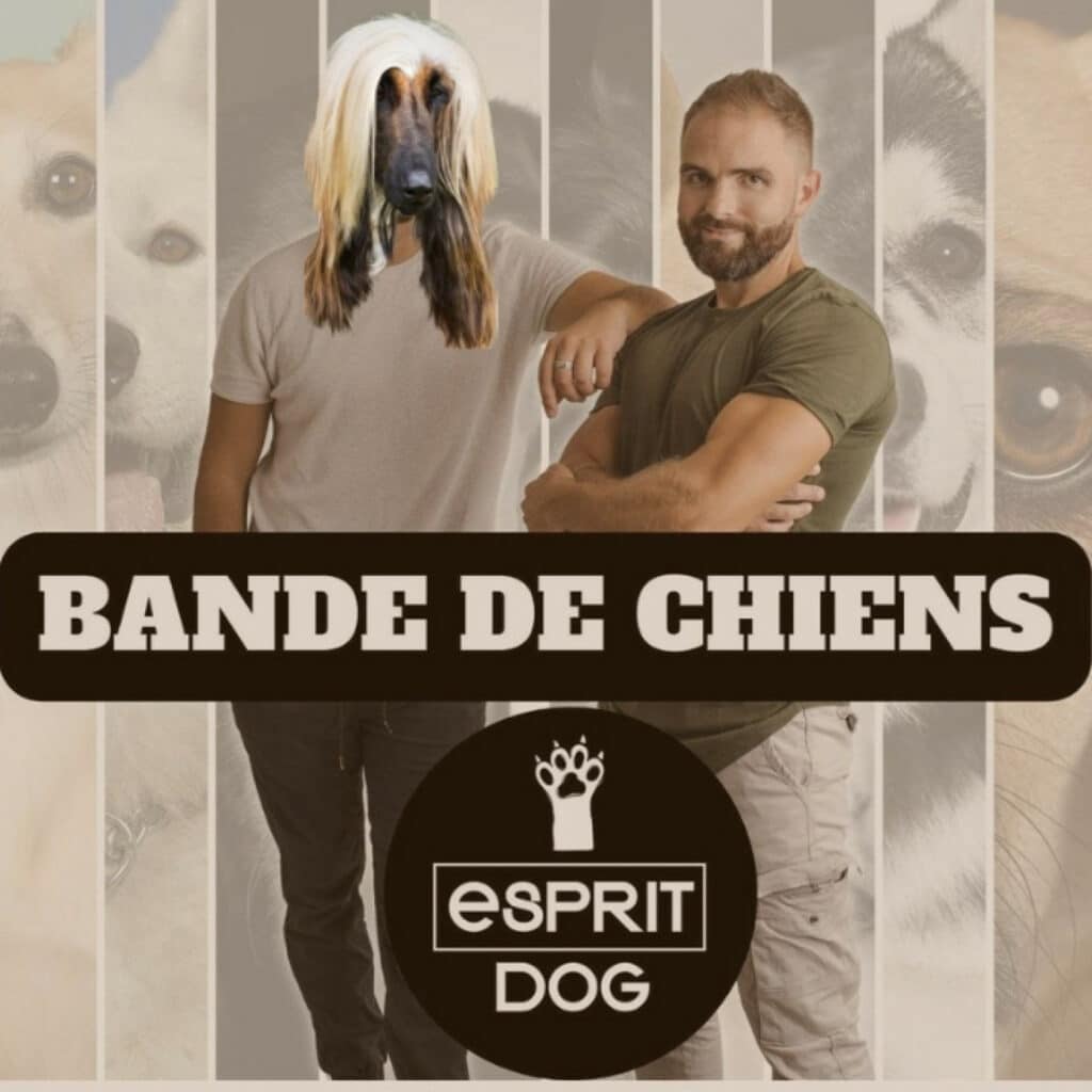 Épisode 42 - La LAISSE : Ou, Quand, Comment ?