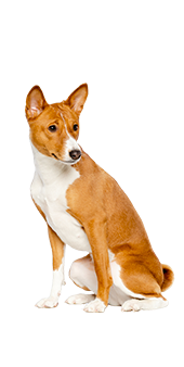 le basenji assis